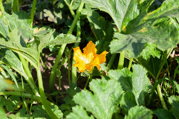 Pumpkin blossom. Bees pollinate pumpkin flowers. Growing pumpkin on a farm.