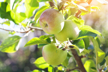 apple fruit on a branch in an apple orchard. growing fruit in the garden.