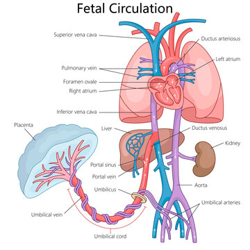 fetal circulation system, blood flow from the placenta through the umbilical cord to heart and other organs diagram hand drawn schematic vector illustration. Medical science educational illustration