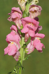 Close up pink flowers of Antirrhinum majus, the common snapdragon of the family Plantaginaceae. Summer, August, Netherlands