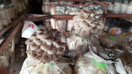 Oyster mushroom at farm, mushroom cultivation farm