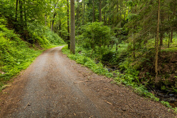 Fototapeta premium Path in Jablonsky les forest near Letohrad, Czech Republic