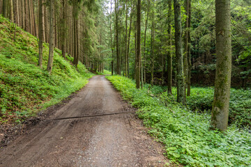 Path in Jablonsky les forest near Letohrad, Czech Republic