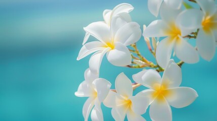 Delicate white plumeria flowers bloom against a serene blue ocean backdrop in bright sunlight, capturing a tranquil tropical moment. With copy space for text.