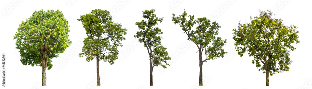Poster Collection of green trees isolated on transparent background. for easy selection of designs..