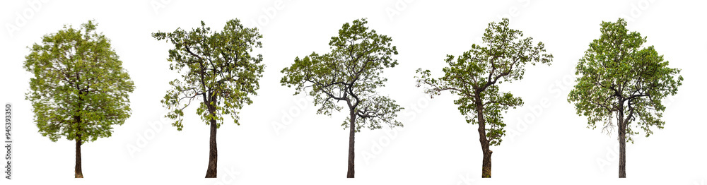 Poster Collection of green trees isolated on transparent background. for easy selection of designs..