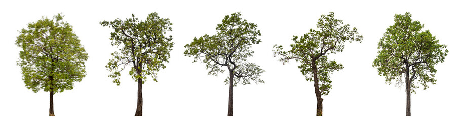 Obraz premium Collection of green trees isolated on transparent background. for easy selection of designs..