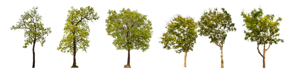 Collection of green trees isolated on transparent background. for easy selection of designs.