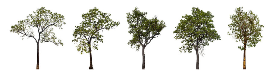 Collection of trees isolated on transparent background. for easy selection of designs.