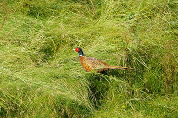 pheasant in the grass