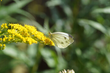 Green-veined white (Pieris napi), family Pieridae on flowers of Canadian goldenrod (Solidago Canadensis. Netherlands, August