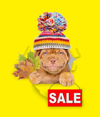 Smiling puppy wearing warm knitted hat with pompon holds dry leaves and shows signboard with labeled 