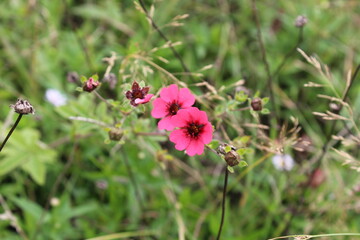 Fototapeta premium Potentilla nepalensis or Nepal cinquefoil