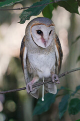 barn owl defecates while perched on tree branch (Tyto alba)