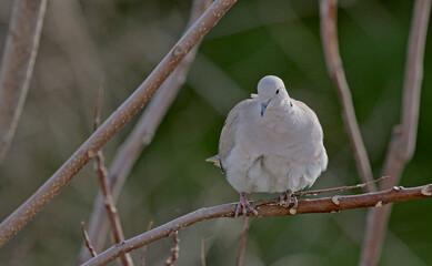 Fototapeta premium Collared Dove - Streptopelia decaocto, Crete