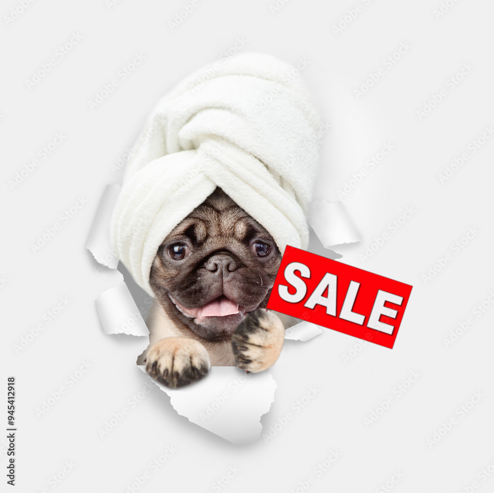 Poster cute pug puppy with towel on it head looking through a hole in white paper and showing signboard wit