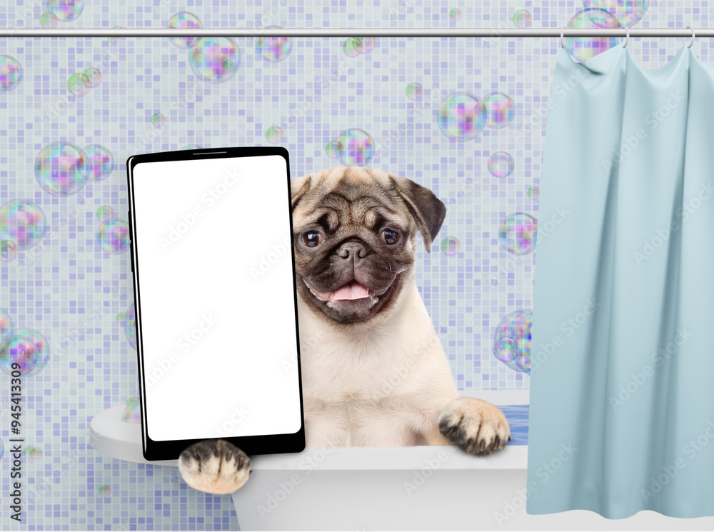 Fototapete cute pug puppy with towel on it head takes the bath shows big smartphone with white blank screen in 