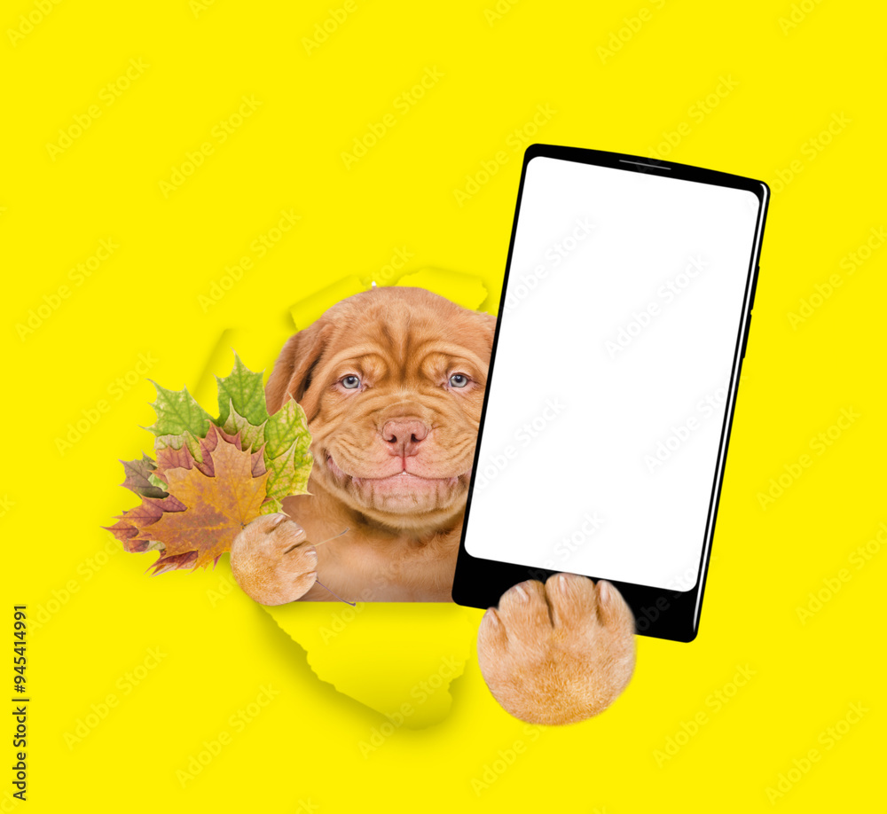 Poster smiling puppy holds dry leaves and big smartphone with white blank screen in it paw through the hole