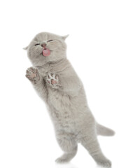 Funny grey kitten sticking out tongue licking invisible glass pane making funny face. Isolated on white background