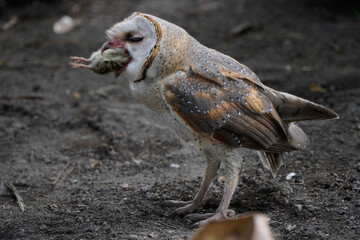 Barn owl eating its prey on the ground (Tyto alba)