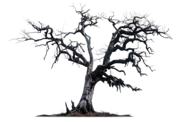 leafless old spooky tree isolated on white or transparent png