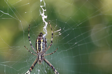 Close-up of yellow and black orb-weaver spider on web