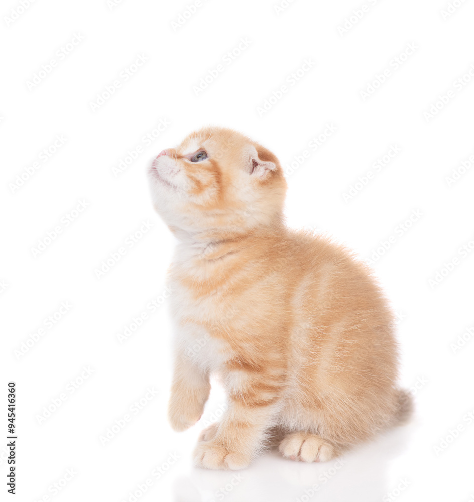 Poster Ginger tabby tiny kitten sits in side view and looks away and up. isolated on white background