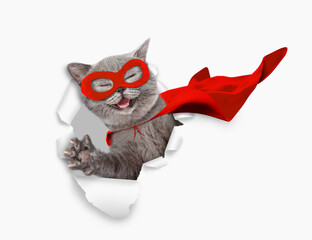 Happy kitten wearing superhero costume looking through the hole in white paper