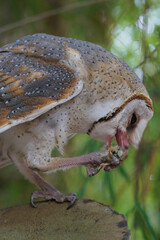 Barn Owl eating while standing on log at dawn (Tyto alba)