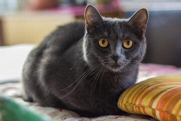 Portrait of a gray fluffy cat