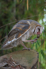 Barn Owl eating while standing on log at dawn (Tyto alba)