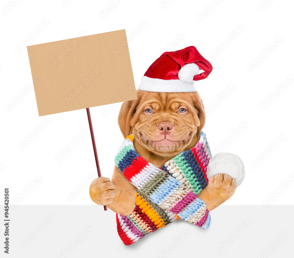 Poster smiling mastiff puppy wearing knitted and scarf and red santa hat holds snowball above empty white b