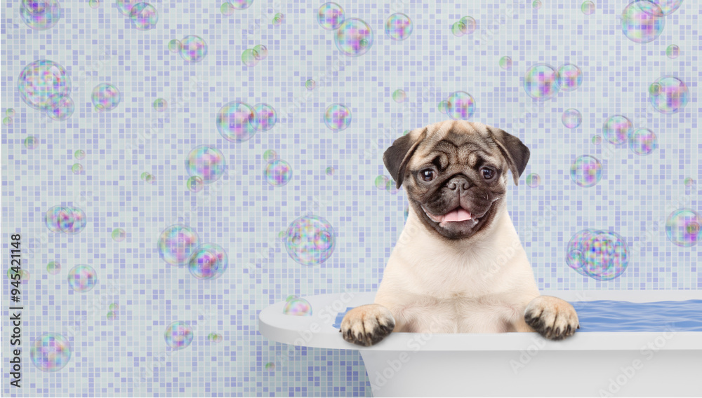 Poster funny pug puppy takes the bath at home. empty space for text