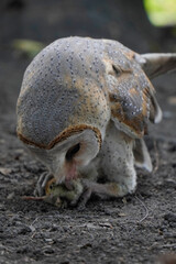 Barn Owl hunting and catching its prey on the ground (Tyto alba)