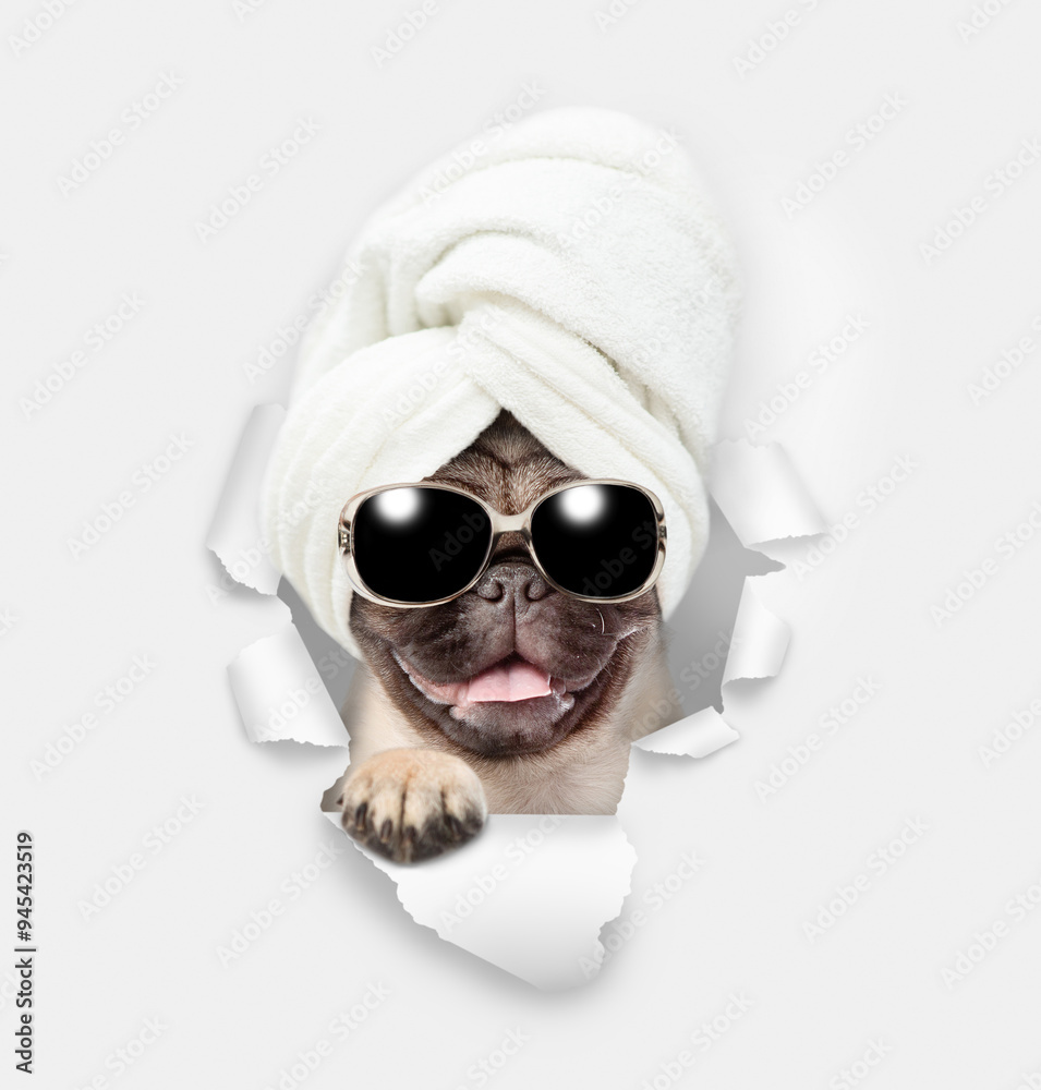 Poster smiling pug puppy wearing sunglasses with towel on it head looking through a hole in white paper