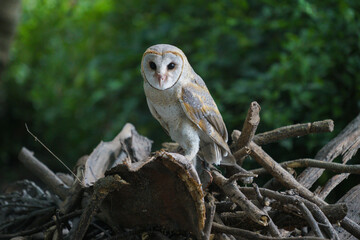 Barn Owl on a pile of dry logs at dawn (Tyto alba)