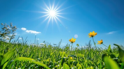 A meadow in early spring, with fresh green grass and budding flowers under a clear blue sky