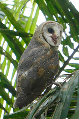 Barn Owl perched on coconut tree branch in the morning (Tyto alba)