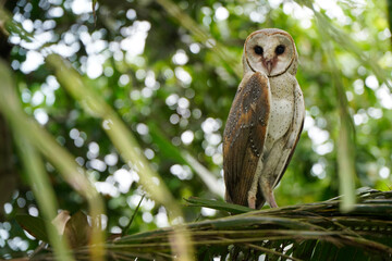 Barn Owl perched on coconut tree branch in the morning (Tyto alba)