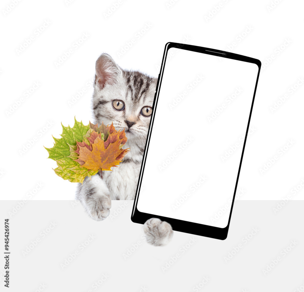 Poster funny kitten holds dry autumn leaves and shows smartphone with white blank screen in it paw above bl