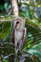 Barn Owl perched on coconut tree branch in the morning (Tyto alba)