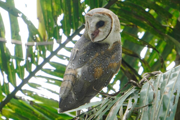 Barn Owl perched on coconut tree branch in the morning (Tyto alba)