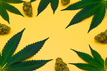 Green fresh cannabis leaves frame and dried flower buds on yellow isolated background with copy space. Marijuana leaf on orange background, Studio Shot, Top view.