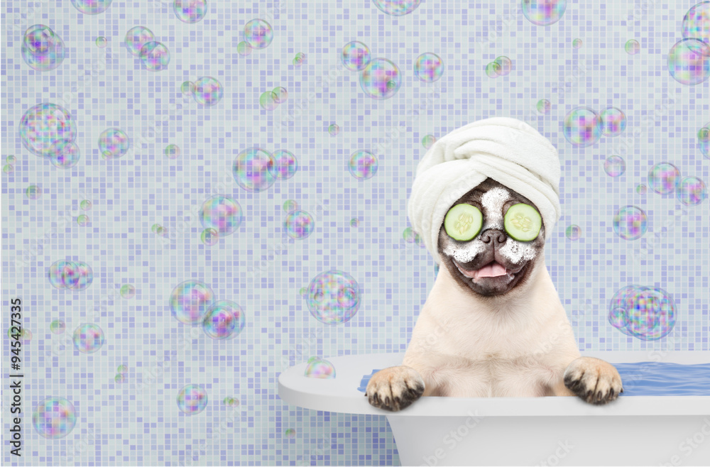 Poster funny pug puppy wrapped with towel, with pieces of cucumber and with cream on it face takes the bath