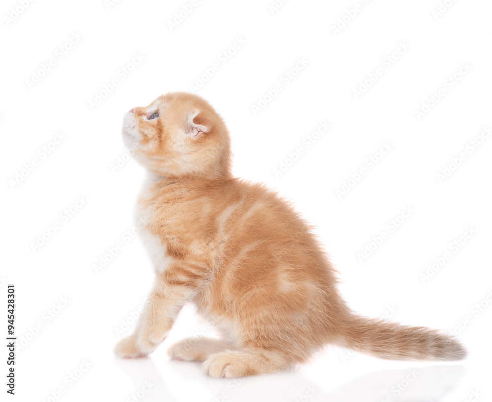 Poster Ginger tabby tiny kitten sits in side view and looks away and up. isolated on white background