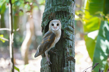 Barn Owl perched on coconut tree trunk during the day (Tyto alba)