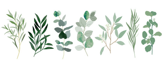 Collection of botanical elements in green color. Set of eucalyptus leaf, branches, leaves and herb with watercolor. Hand drawn of foliage vectors for wedding decor, website, graphic and shop.