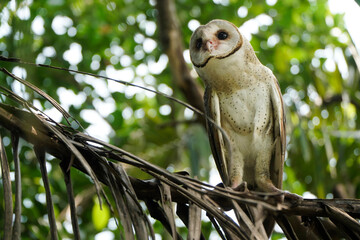Barn Owl perched on dry coconut branch in the morning (Tyto alba)