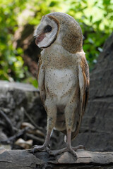 Barn Owl perched on dry wood in the morning (Tyto alba)