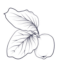 black and white drawing of a quince fruit vector illustration